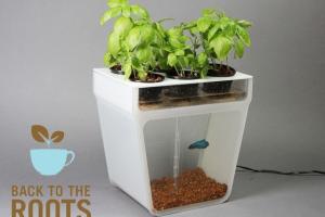 The Aquaponics Garden – Self Cleaning Fish Tank