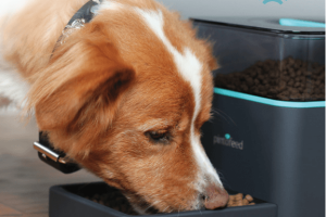 Pintofeed: Feed Your Pet with Your Phone
