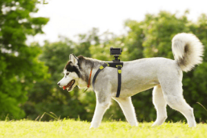 Sony Action Cam Dog Camera Mount