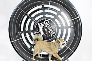 GoPet TreadWheel for Dogs