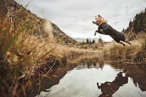 Hurtta: Dog Overall for Outdoor Protection