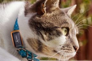 G-Paws Cat GPS Tracker