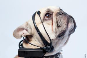 No More Woof: Animal Translation Tool?