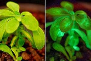 Glow In the Dark Plant