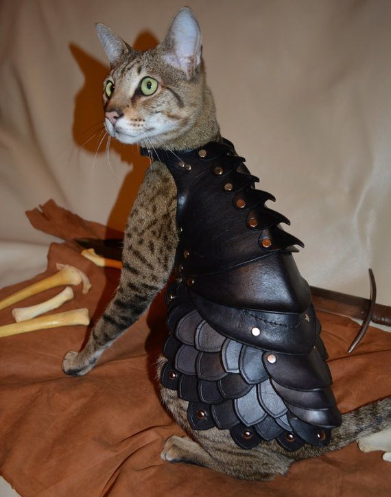 cat armor