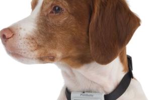 Bark Deterring Ultrasonic Collar for Your Dog