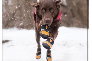 Kurgo Step & Strobe Dog Shoe Protects Your Pet