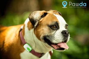 Pawda: Pet GPS Tracker with iPhone/Android App