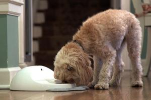 CleverPet: Smart Device Teaches & Feeds Your Dog