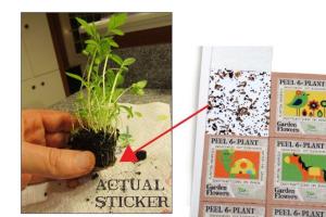 Plant Stamps Grow Into Plants