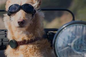 WhistleGPS: Dog Monitoring Wearable w/ App