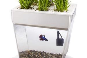 Aquafarm: Self-Cleaning Fish Tank Grows Your Plants