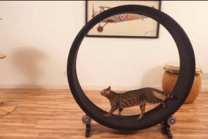 One Fast Cat Exercise Wheel