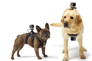 GoPro Fetch Dog Harness: Capture Your Dog’s POV
