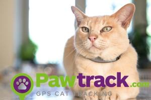 Pawtrack GPS Cat Tracking Collar Finds Your Pet