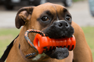 Zumby: Dental Device for Dogs To Combat Bad Breath