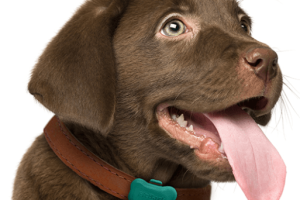 FitBark Tracks How Your Dog Is Doing