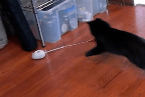 Mousr Robotic Mouse Plays with Your Cat