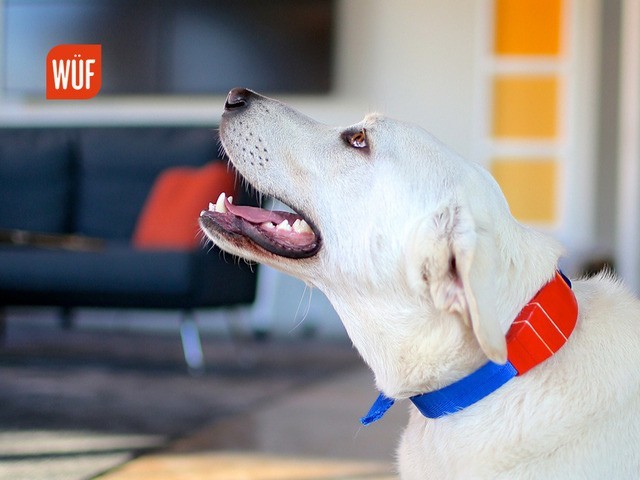 WÜF Dog Collar: 2 Way Audio + GPS + Smart Tracker