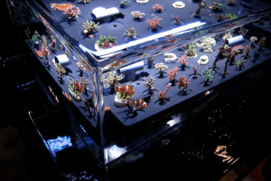 ZeroEdge 100 Gallon Aquaculture Touch Tank