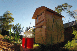 Flow: Honey without Opening the Hive