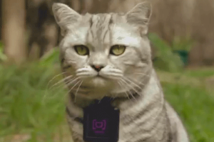 WHISKAS CATSTACAM Instagram-enabled Cat Camera