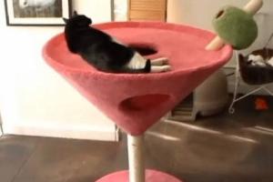 Martini Condo for Your Cat