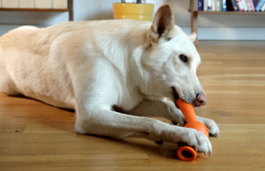 StickBall: Ball + Stick for Dogs