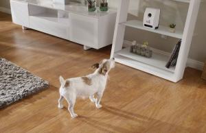 Petzi: App-controlled Pet Treat Camera