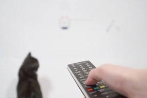 CatchCats: Interactive Cat Toy [Smartphone Enabled]