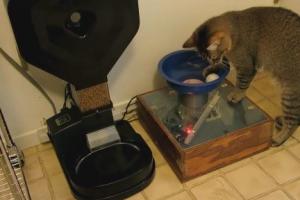 Smart Cat Feeder Encourages Your Pet To Hunt for Food