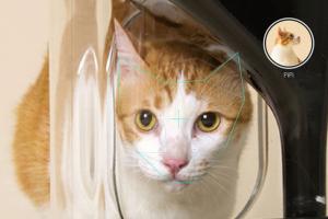 These Pet Feeders Put Your Pet On a Diet