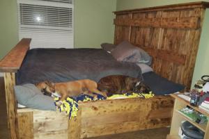 King-sized Bed with Dog Insert for Pet Lovers
