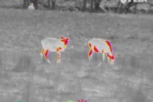 Scout III Thermal Handheld Camera