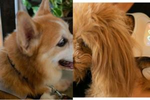 INUPATHY: Heart Rate Based Mental State Visualizer for Dogs