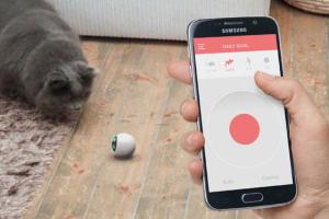 RollyCat: Smart Toy for Cats Keeps Them Busy