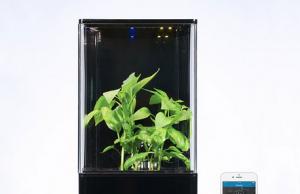 EcoQube Air Desktop Hydroponics Greenhouse