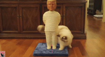 Trump Cat Scratching Post
