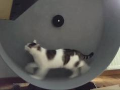 Cat Exercise Wheel with Raspberry Pi