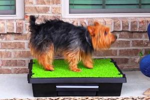 PetSafe Pet Loo: Portable Pet Potty for Apartments