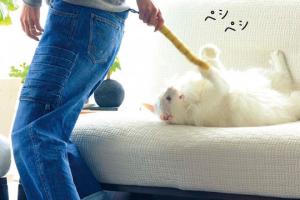 These Jeans Come with a Tail for Your Cat