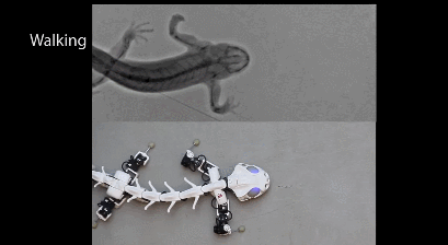 Salamander Robot