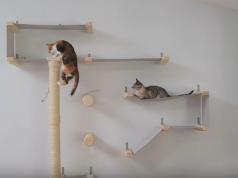 The Thuderdome: Multi-level Cat Hammock & Climbing Activity Center