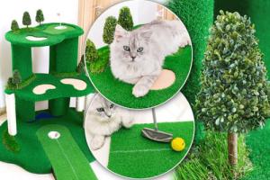 This Cat Golf Course Keeps Your Cats Relaxed