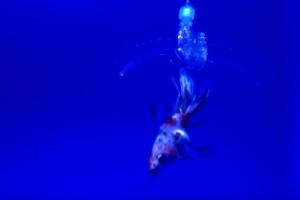 MIT’s Transparent Gel Robots Can Catch a Live Fish