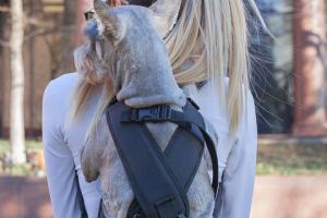 Ruffit Dog Carrier: Carry Your Dog Outdoors
