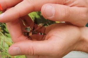 DragonflEye: Drone That Uses Live Dragonflies