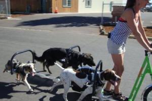 Dog Powered Scooters