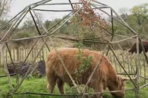DIY: Geodesic Dome Kit