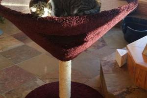 Martini Condo for Your Cats